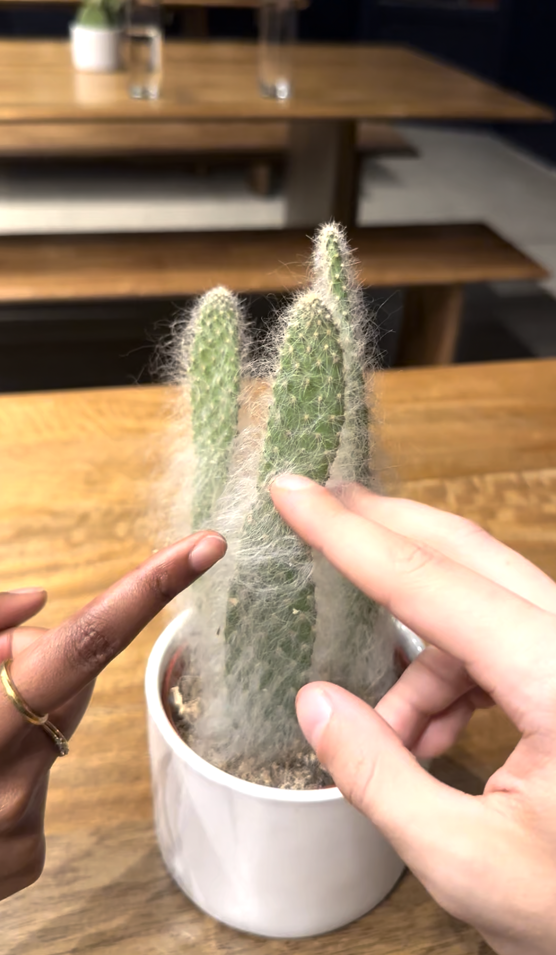 touching cacti